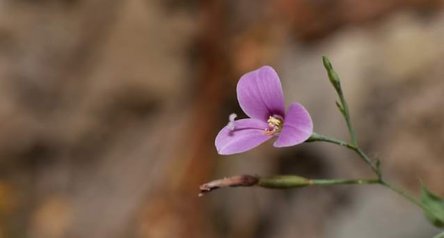 Canscora diffusa (Gentianaceae) Location  Thane ,Maharashtra India