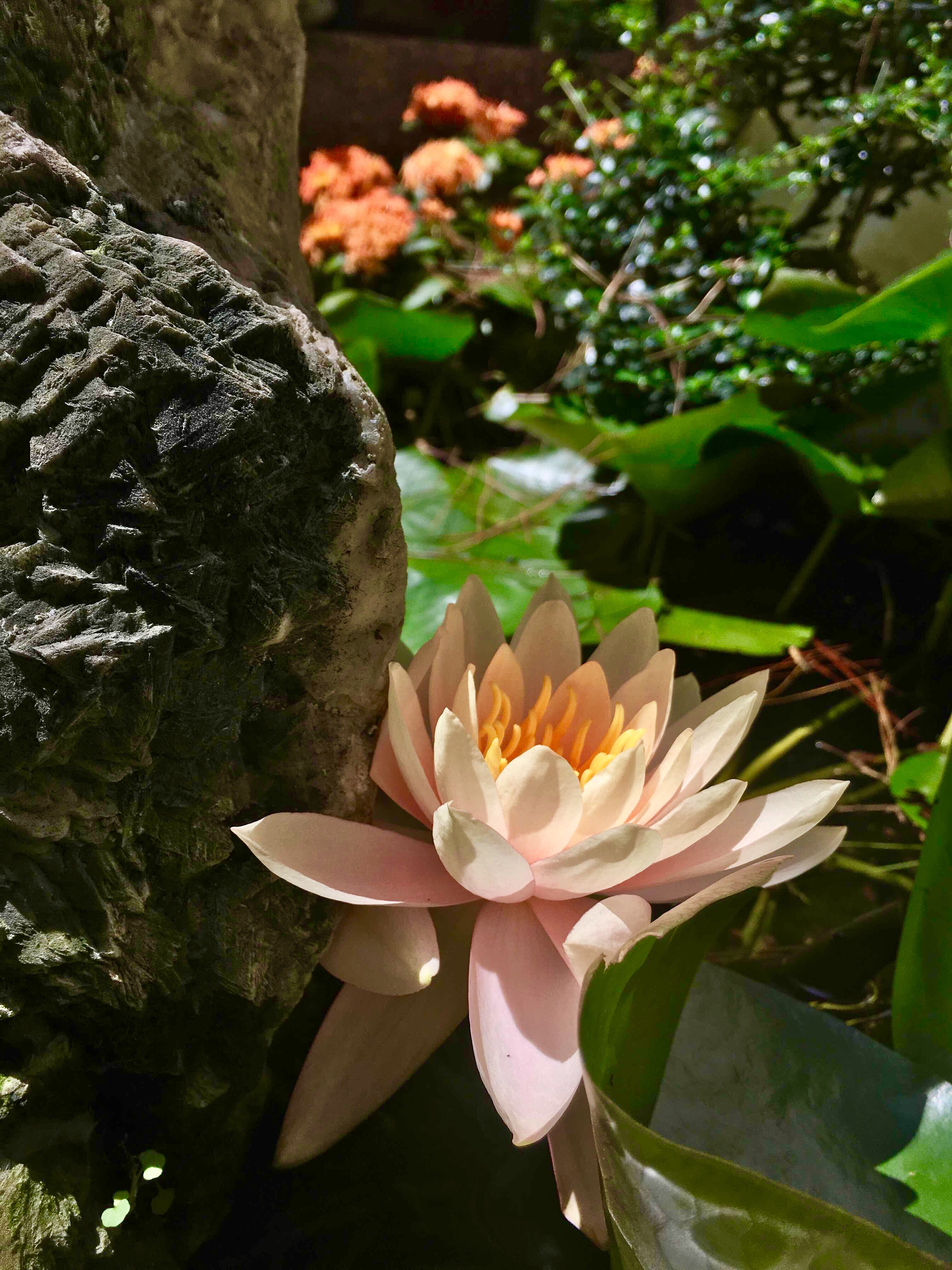 lotus water lilies , taiwan,  tainan,  beihe