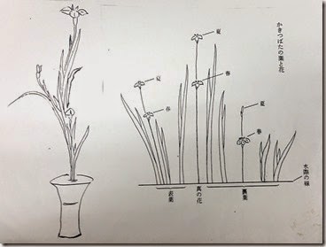 カキツバタ生け方jpg