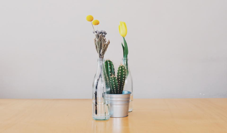 Decorar com flores e cactus