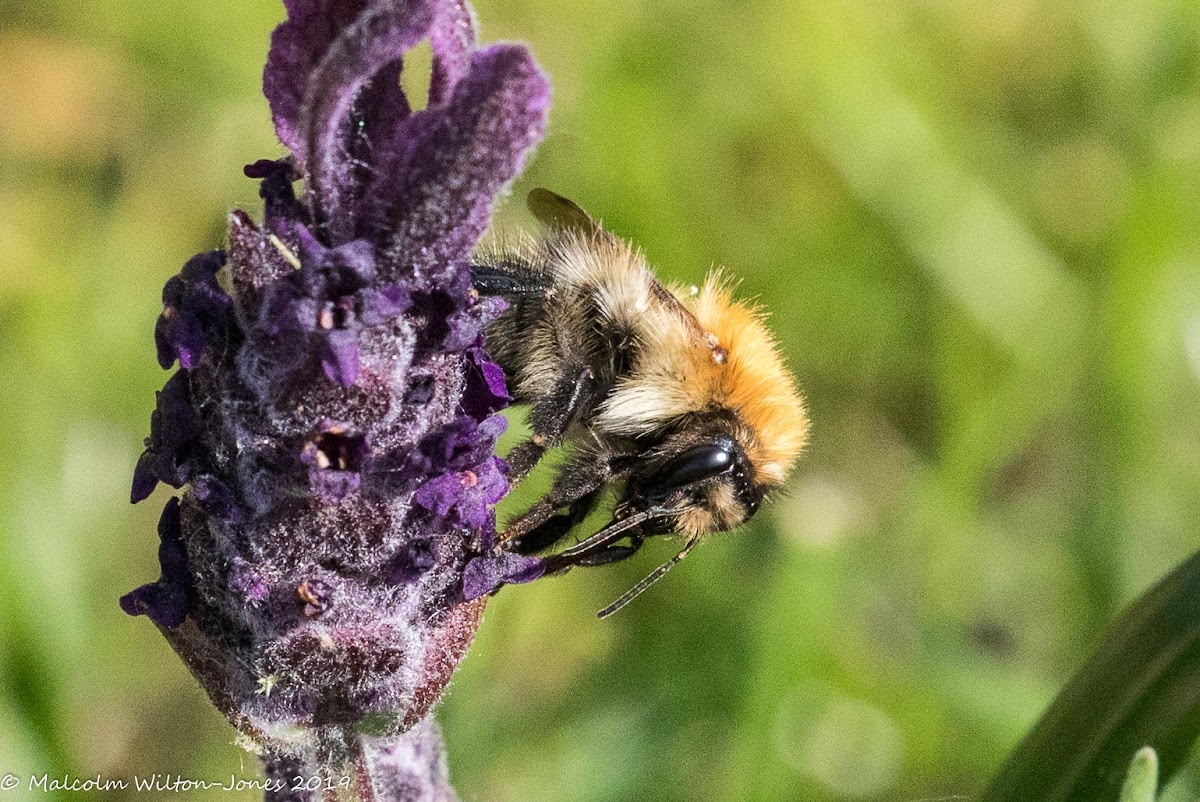 Buff-tailed Bumble Bee