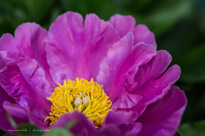 Paeonia Terrific Gal Paeonia-terrific-gal-130621-27rm