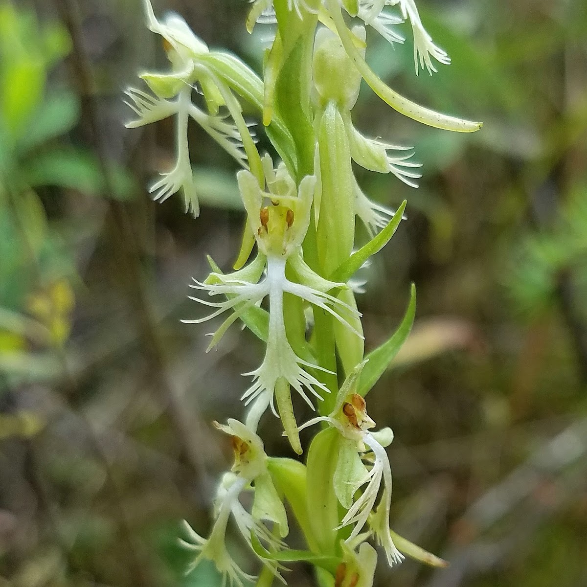 Ragged Fringed Orchid