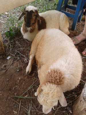 sheeps at Sheep Land Khao Yai