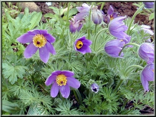 anemone-mauve.jpg