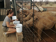 Dakota Guy feeding rhinoceros calves at a sanctuary. The work forms part of her MSc in animal sciences research project at Stellenbosch University. 