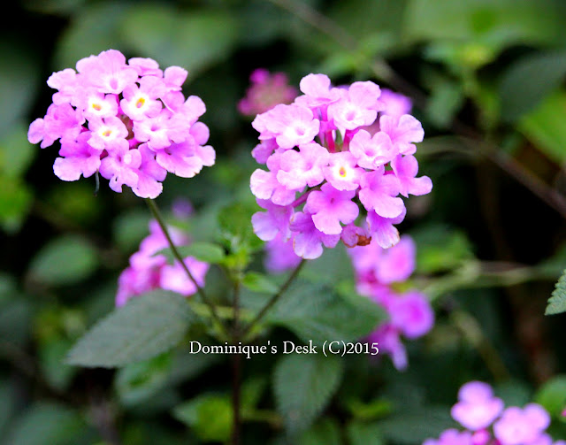 light purple cluster flowers
