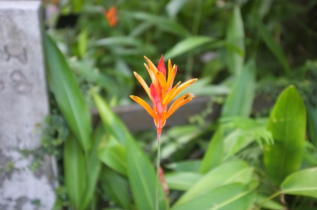 Taipei Botanical Garden