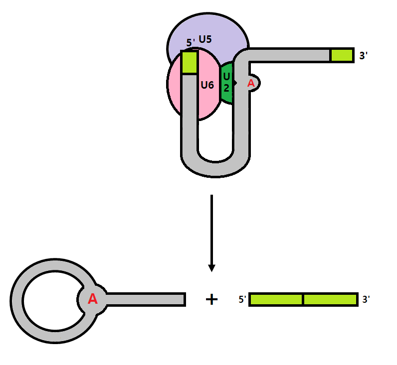 파일:spliceosome_mediated_4.png