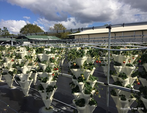 Hydroponic Strawberries