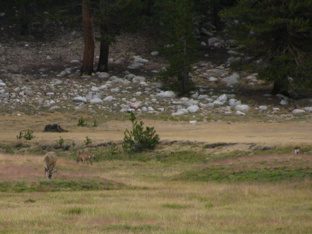 buck and does and fauns eating