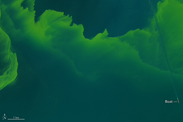 On 26 September 2017, the Operational Land Imager (OLI) on the Landsat 8 satellite captured this natural-color images of a large phytoplankton bloom in western Lake Erie. According to the National Oceanic and Atmospheric Administration, the bloom contains microcystis, a type of freshwater cyanobacteria. These phytoplankton produce toxins that can contaminate drinking water and pose a risk to human and animal health (skin irritant, respiratory distress) when there is direct contact. Photo: Joshua Stevens / NASA Earth Observatory