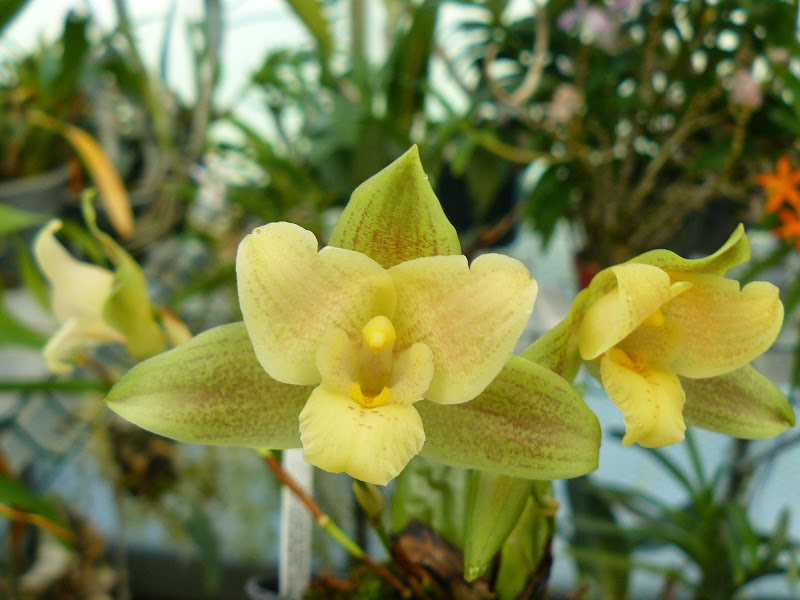 Lycaste Ti-Punch (consobrina x brevispatha) P1040187