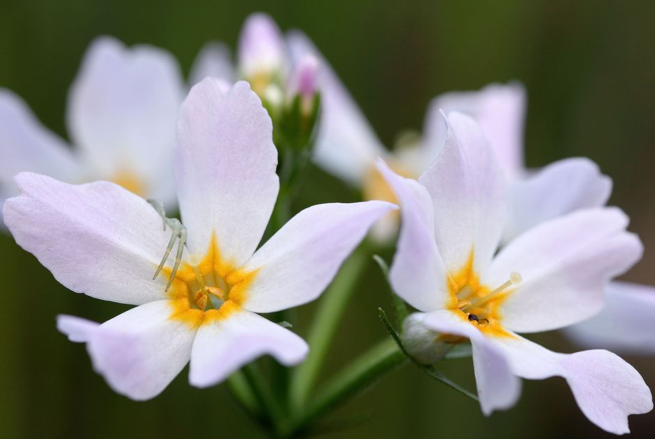 Хотония болотная (Турча болотная) (Hottonia palustris)