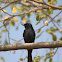 Black Drongo