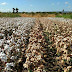 Projeto Ouro Branco resgata cultura do algodão entre os agricultores caririenses