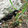 Pied Mynah