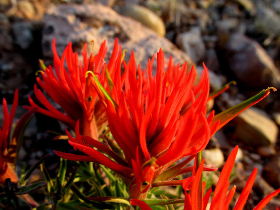 Castilleja chromosa (Desert Paintbrush)