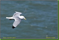 Bempton Cliffs - April