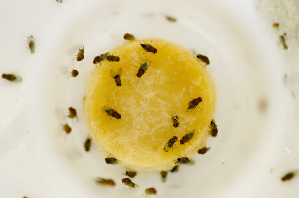 fruit flies over kitchen sink