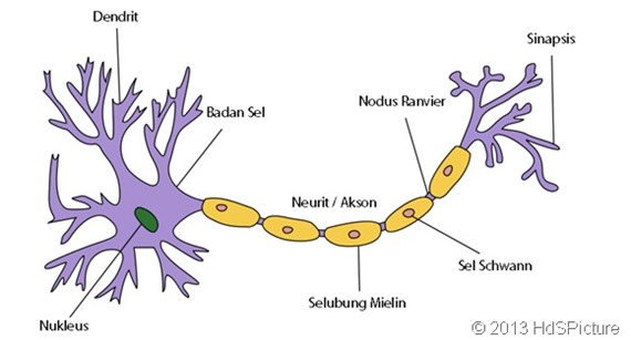 Sel Schwann dalam sel saraf manusia