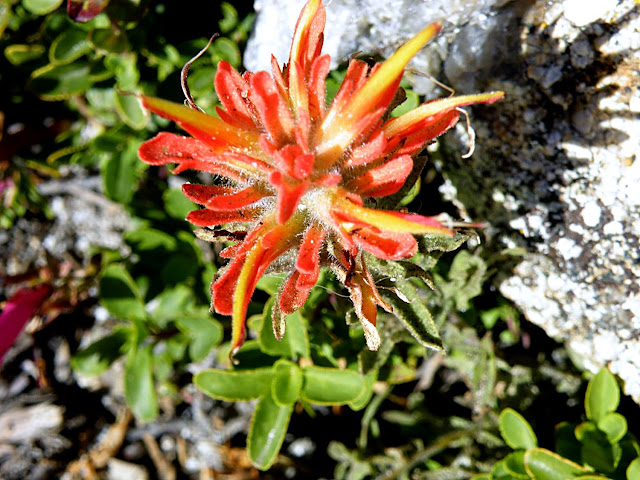 DIA-15 YOSEMITE ( II ). Mariposa Grove y Glacier Point. - Los fascinantes parques del oeste americano. (15)