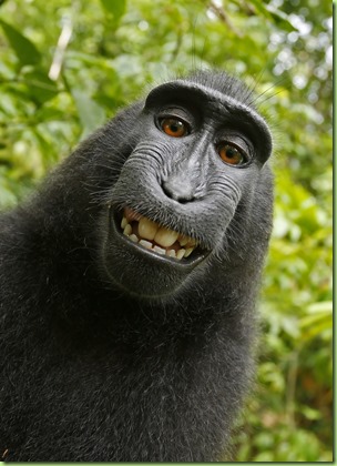 SULAWESI or CRESTED BLACK MACAQUE (Macaca nigra).  
Sulawesi, Indonesia.