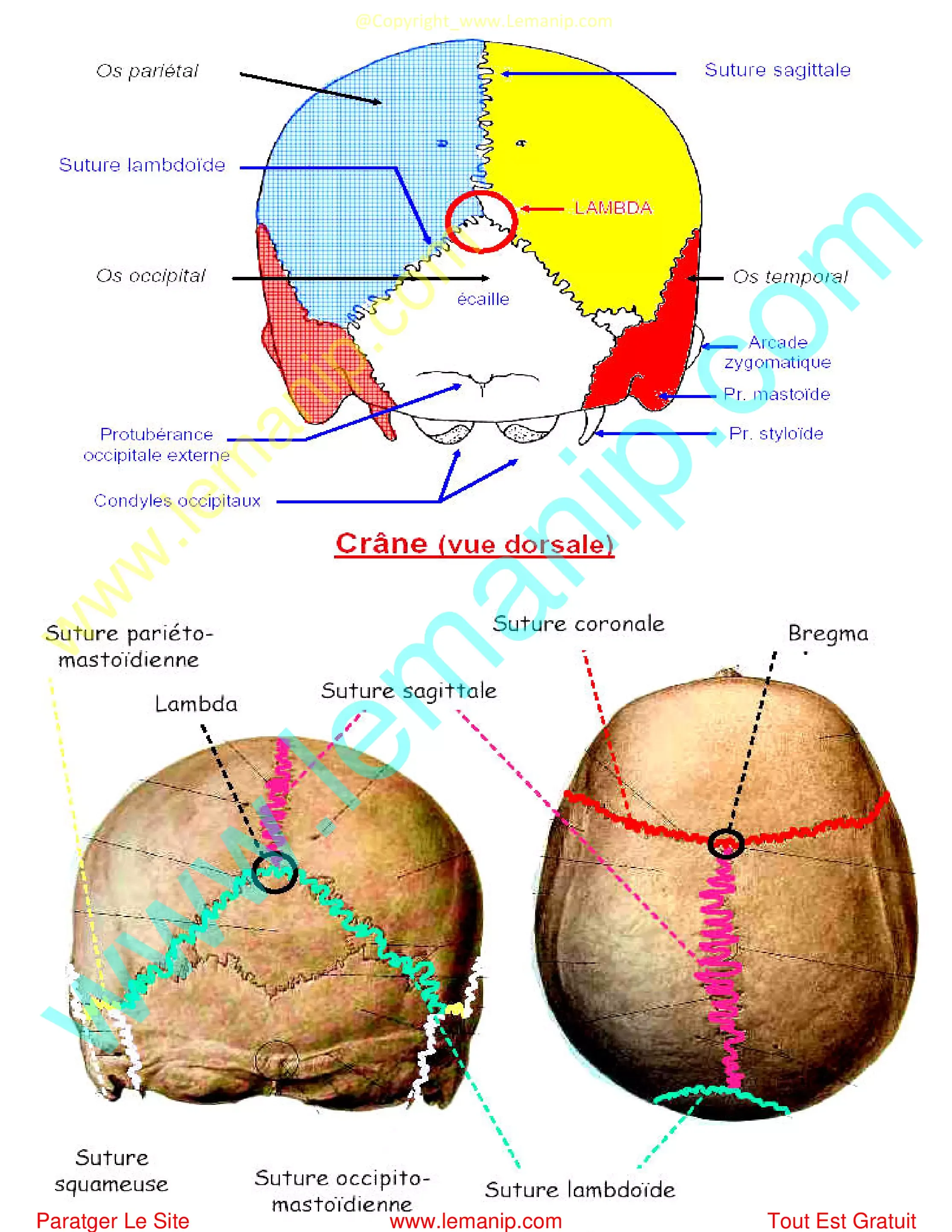 sutures du crane vue dorsale