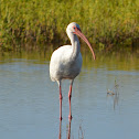 White ibis