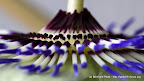 Blaue Passionsblume (Passiflora caerulea)