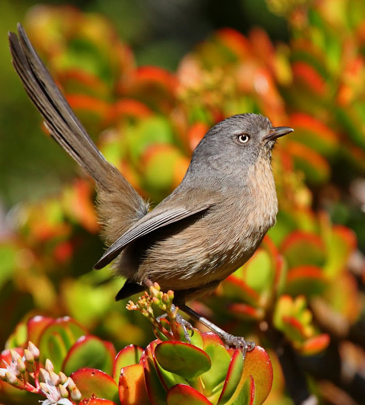 IMAGE: https://lh3.googleusercontent.com/-Re37yS3TdOo/TvrO2QFThbI/AAAAAAABPjk/cTcZ902JR6Y/s800/WS_098845r.jpg