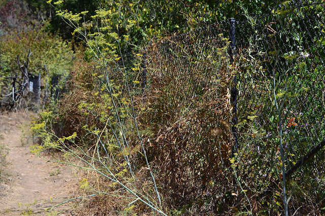 black chain link and unkempt plants