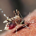 Nyamuk Aedes Aegypti Penyebab DBD dan Demam Kuning, Mana Lebih Berbahaya?