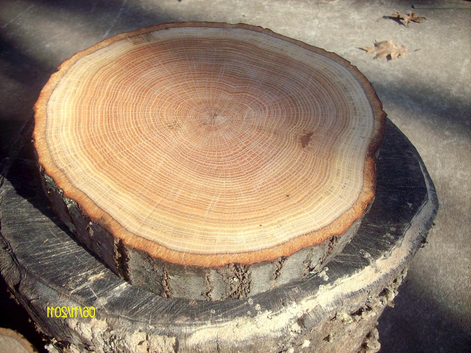 Cake Stand Tree Slice  Slab