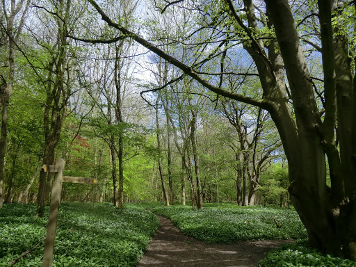 CIMG8021 Wild garlic on the North Downs Way