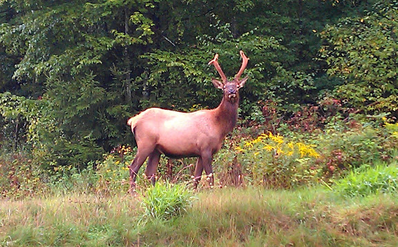 No bear but we did see elk! Big%252520elk