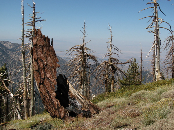 shell of a tree trunk that has burned