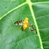 Sunflower Maggot, female