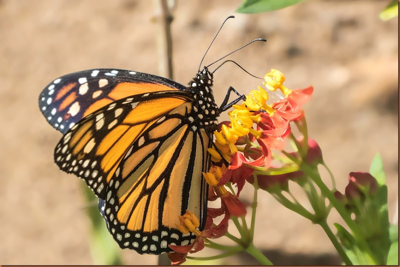 MARIPOSAWEB