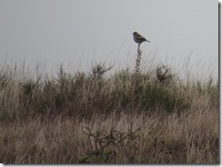 Stejneger’s Stonechat