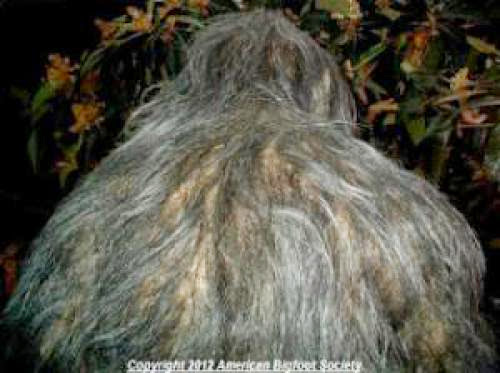 The American Bigfoot Society Holds The Copyright For This Image