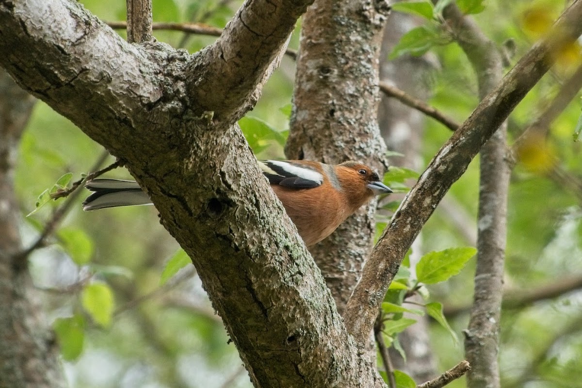 Chaffinch (male)