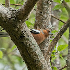 Chaffinch (male)