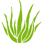 Aloe Vera Forever DK