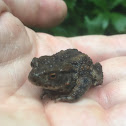 Common toad