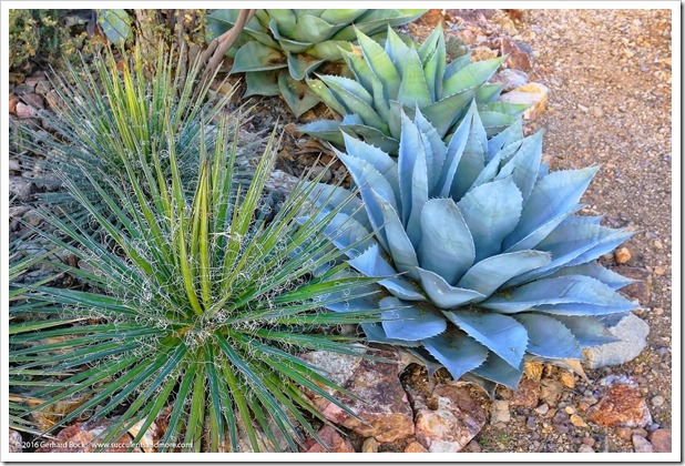 151229_Tucson_GregStarr_Agave-multifilifera- -ovatifolia_0003