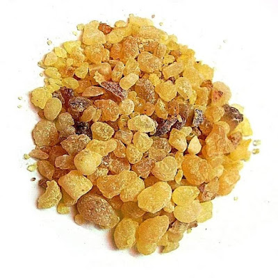 Did you know that Boswellia serrata or Shallaki is a decidous plant that is native to India which produces the fragrant resin commonly known as Indian olibanum, Indian frankincense?