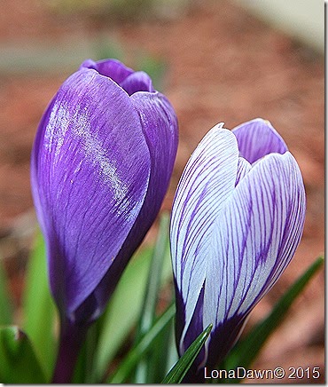 Crocus