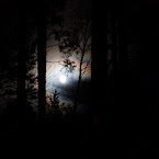 Moon between the trees, early morning. 20120113-0001.jpg