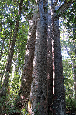 NOTRHLAND (IV): WAIPOUA FOREST Y BAYLEYS BEACH - NUEVA ZELANDA: NAVIDADES EN LAS ANTÍPODAS (6)